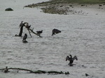 SX06856 Cormorants in Ogmore River (Phalacrocorax carbo).jpg